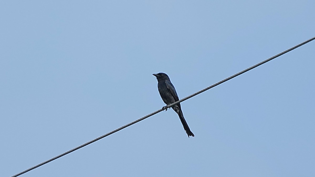 Black Drongo - ML647119582