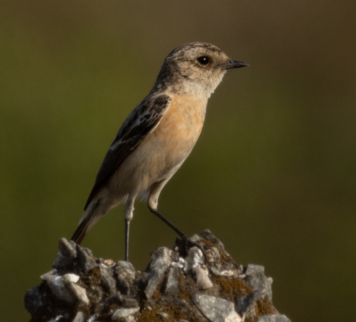 Siberian Stonechat - ML647119583