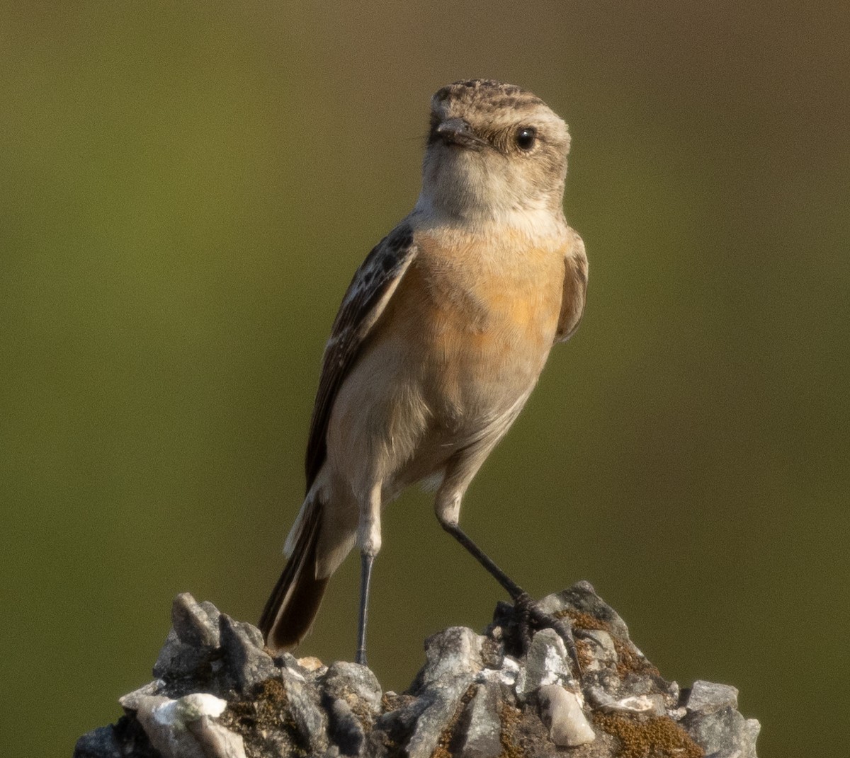 Siberian Stonechat - ML647119584
