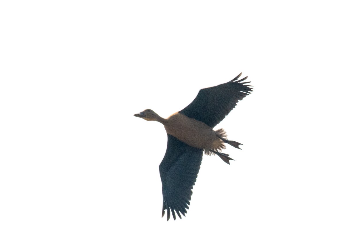 אווזון חלודי - ML647119585