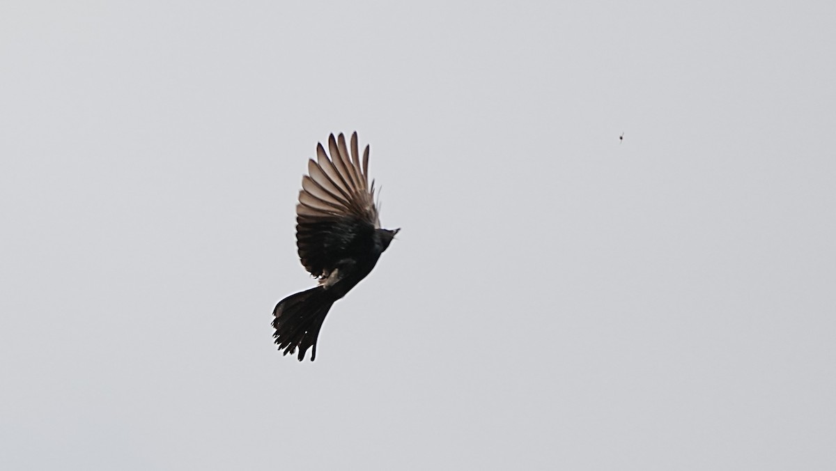 Black Drongo - ML647119597