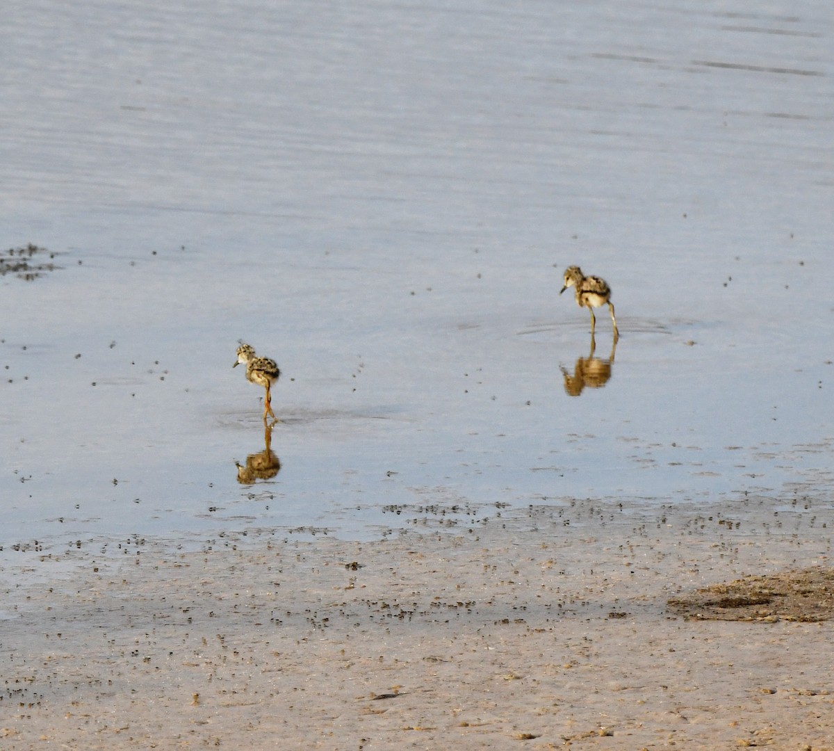 高蹺鴴 - ML647119598