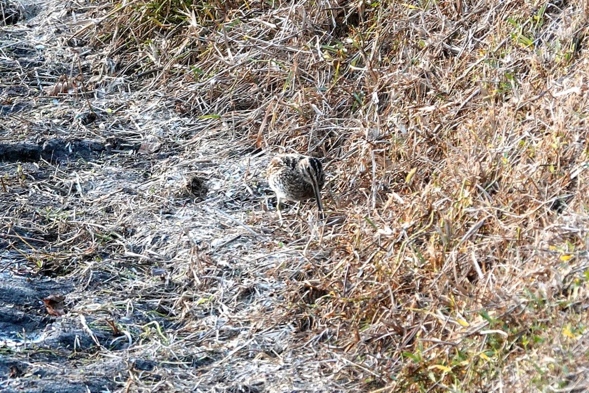 Wilson's Snipe - ML647119609