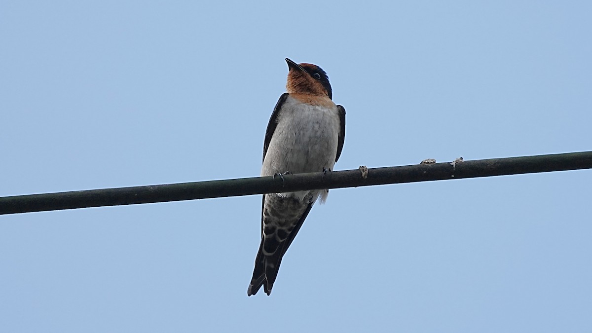 vlaštovka pacifická - ML647119610