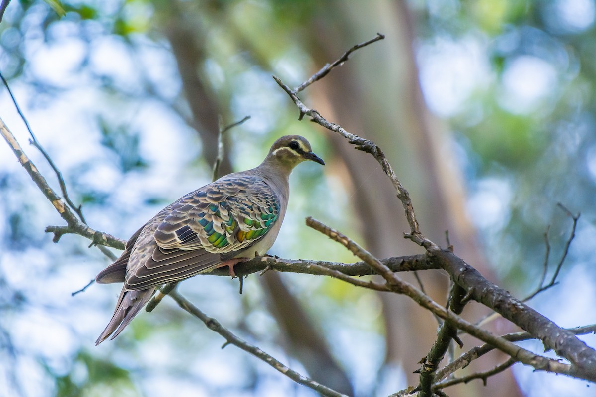 Common Bronzewing - ML647119611