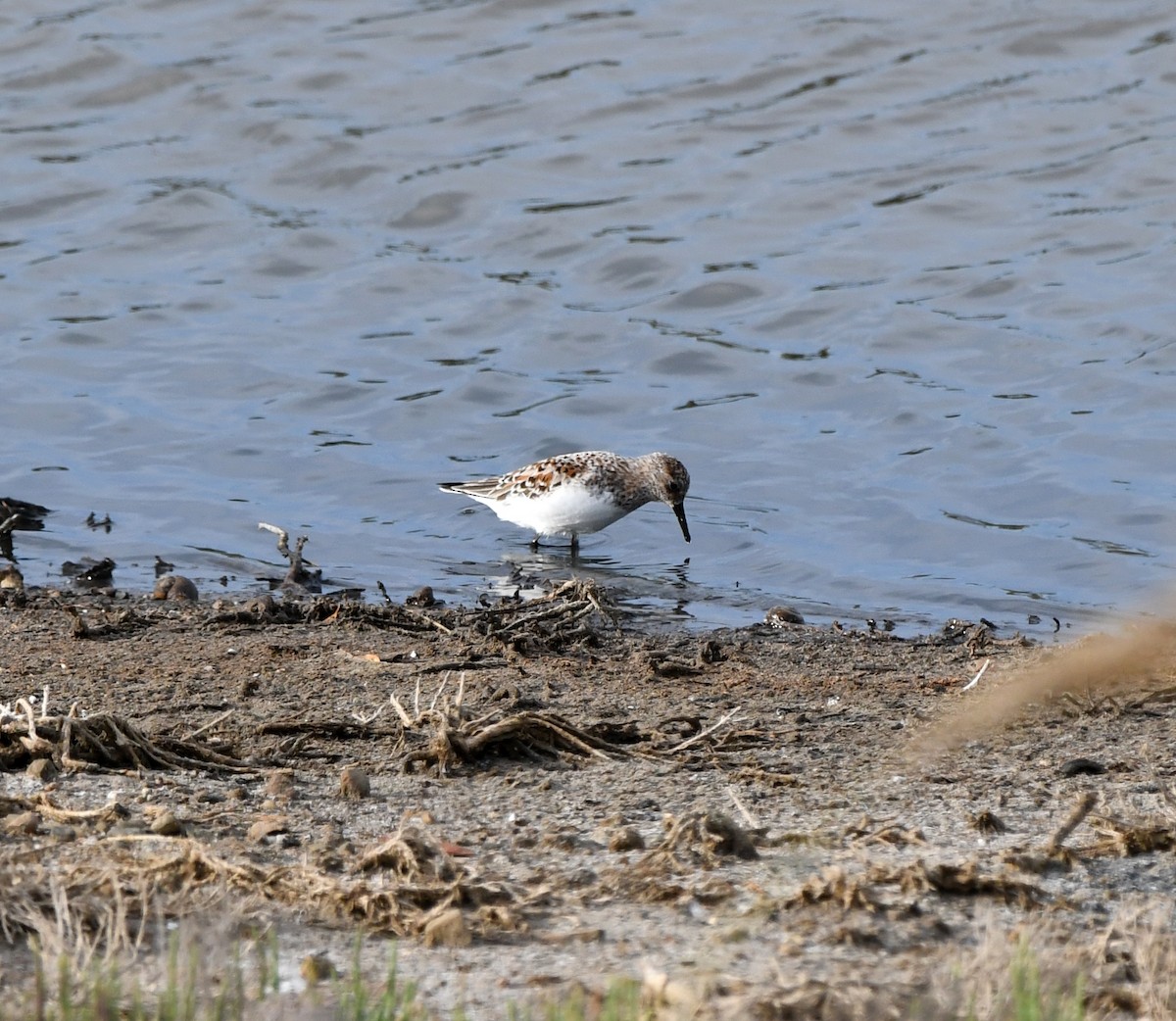 Sanderling - ML647119613