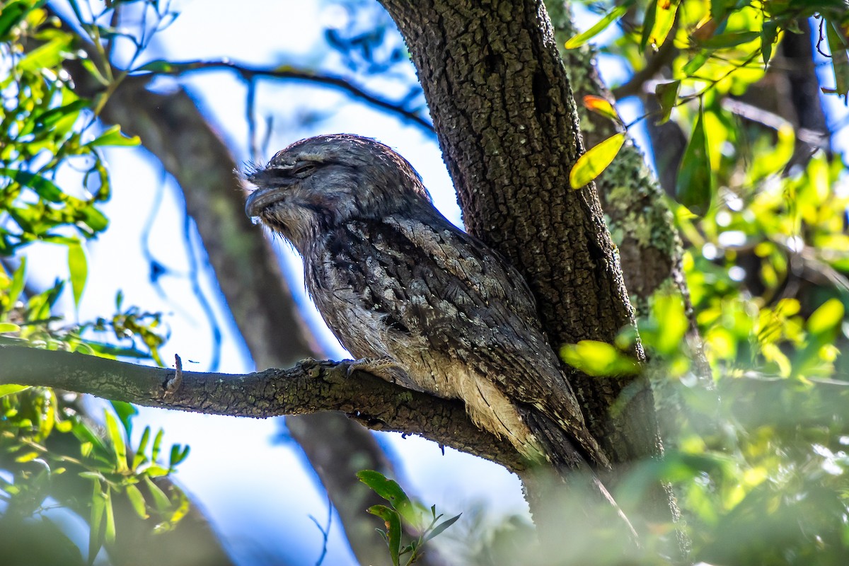 Podargo Australiano - ML647119617