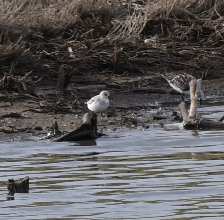 Correlimos Tridáctilo - ML647119620