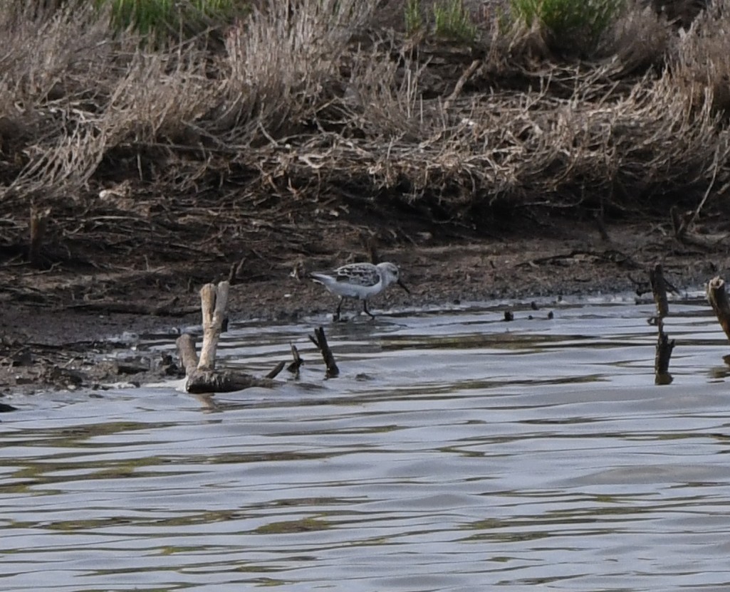 Correlimos Tridáctilo - ML647119621