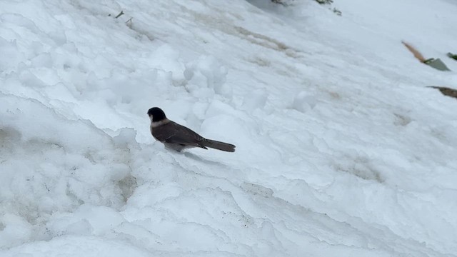 Arrendajo Canadiense - ML647119622