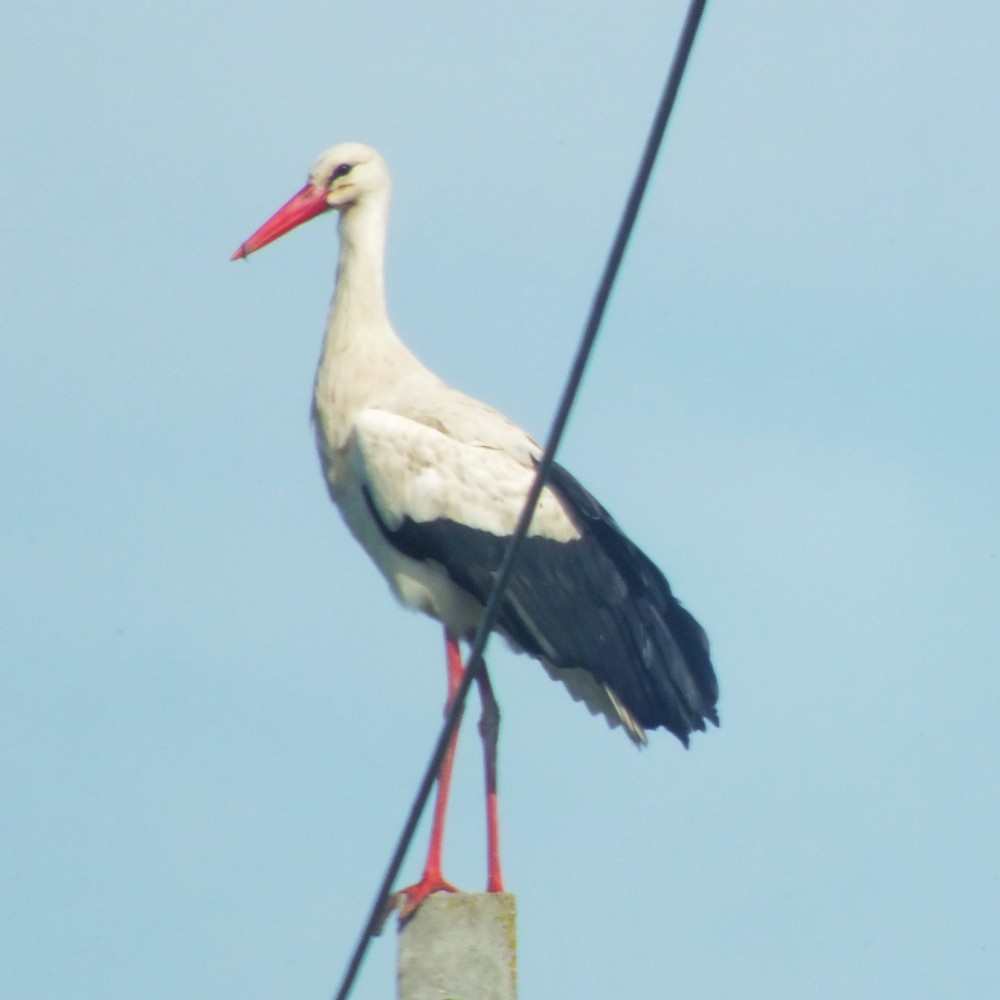 Cigüeña Blanca - ML647119623