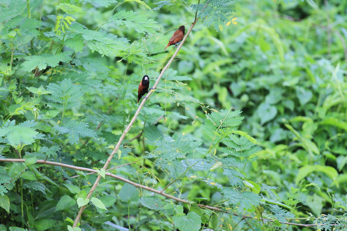 Capuchino Castaño - ML647119624