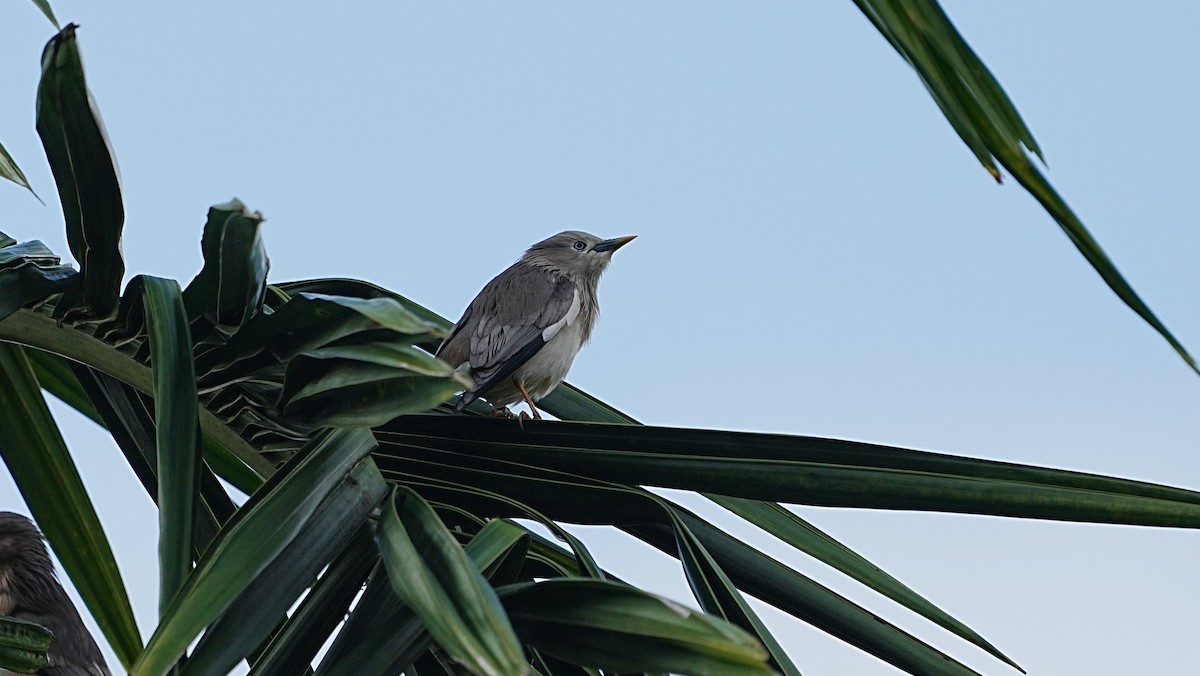 Estornino Cabecigrís - ML647119625