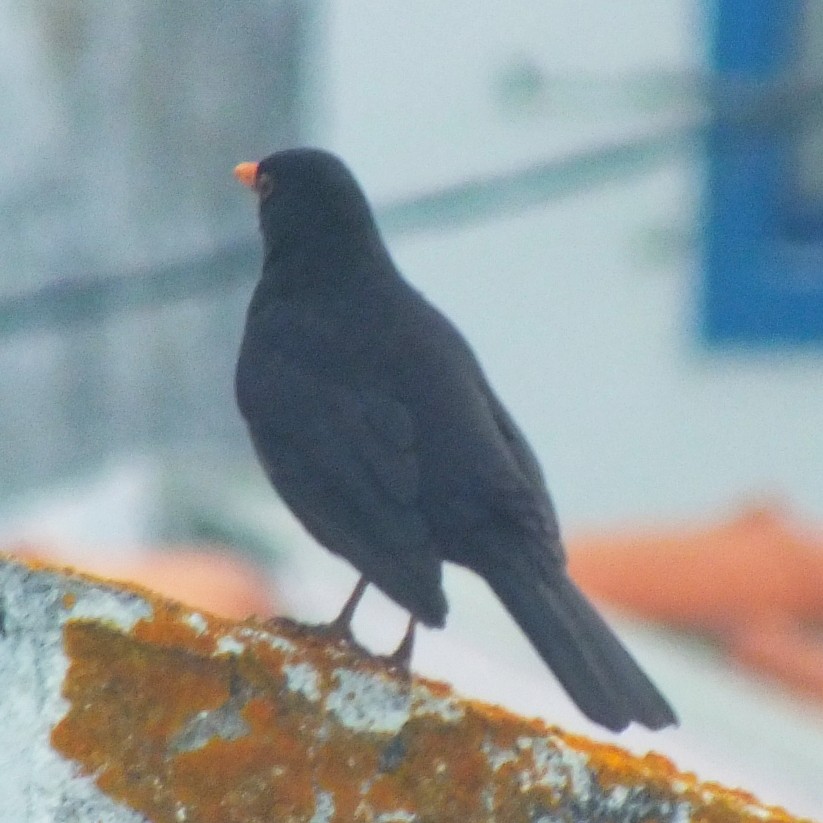 Mirlo Común - ML647119628