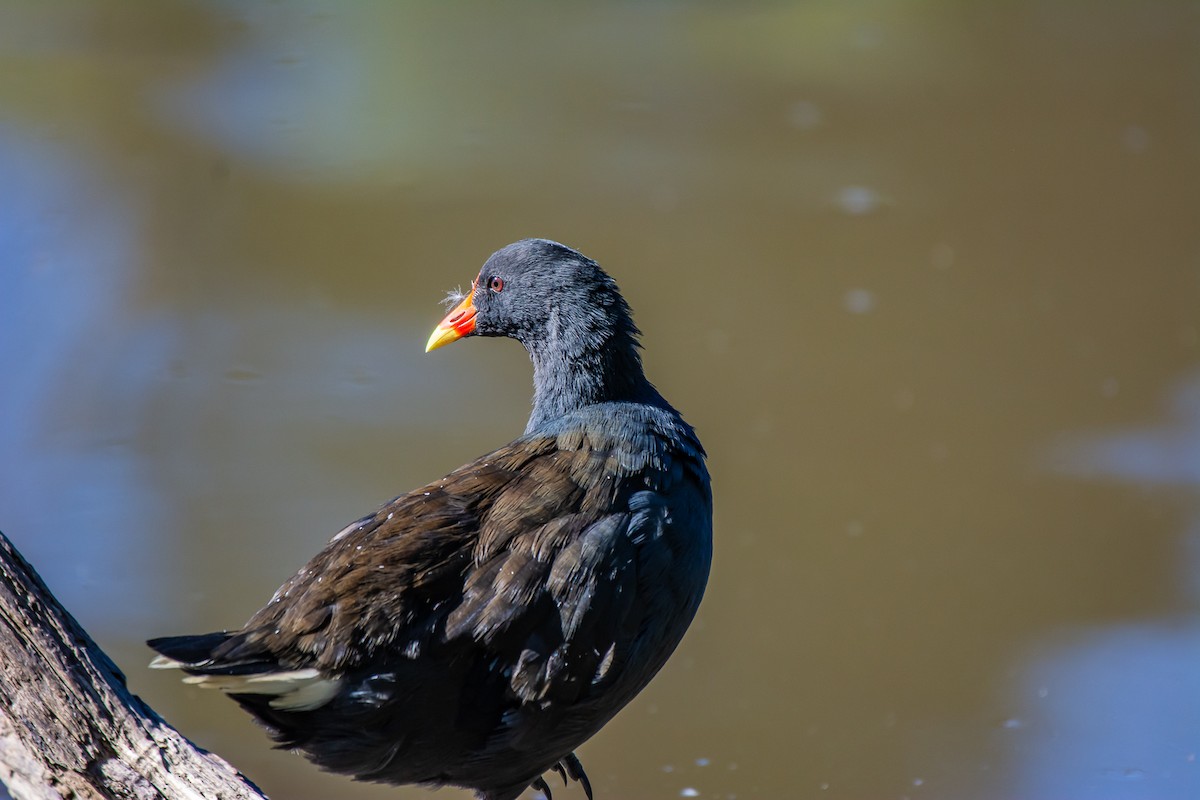 Gallineta Enlutada - ML647119629