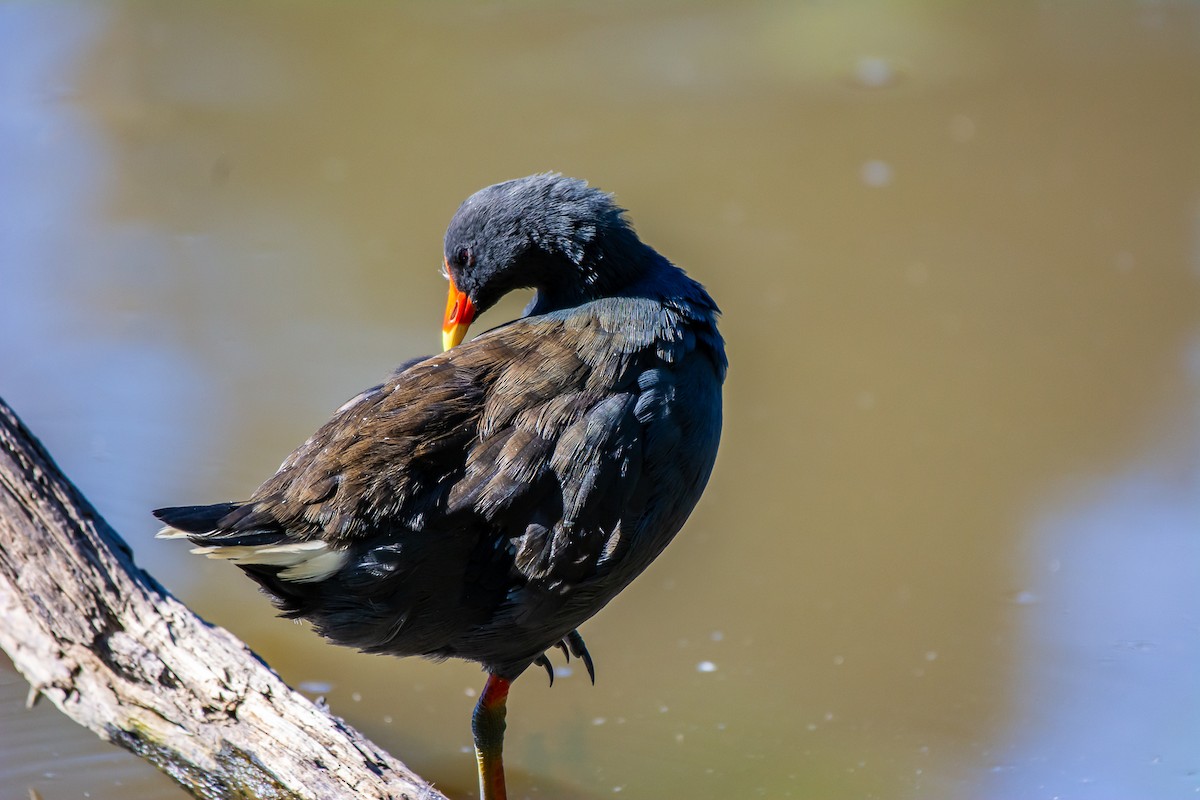 Gallineta Enlutada - ML647119630