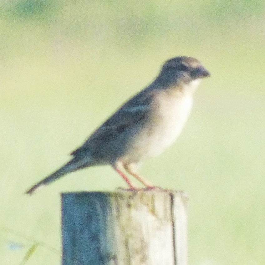 Gorrión Común - ML647119631
