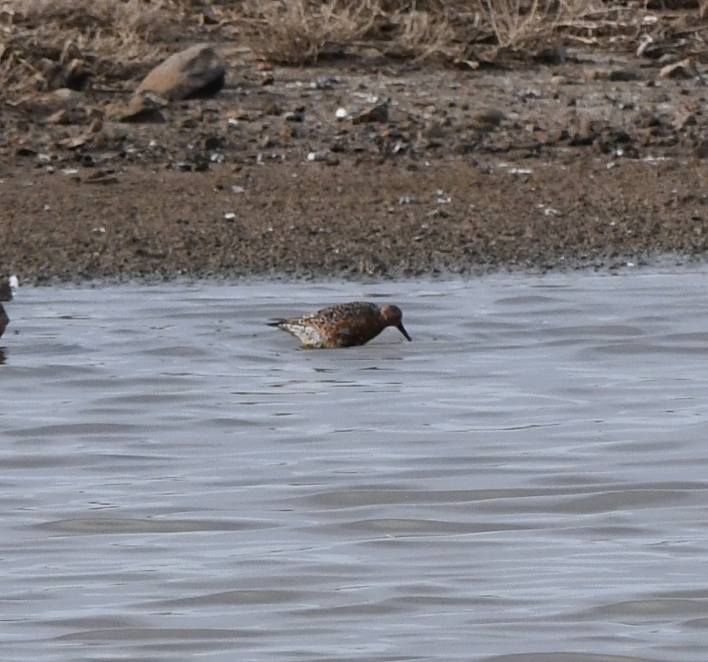 Correlimos Zarapitín - ML647119632