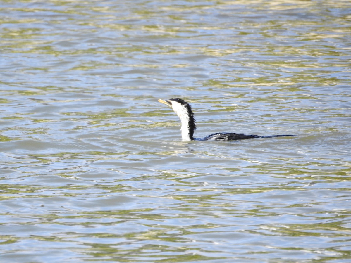Cormorán Piquicorto - ML647119633