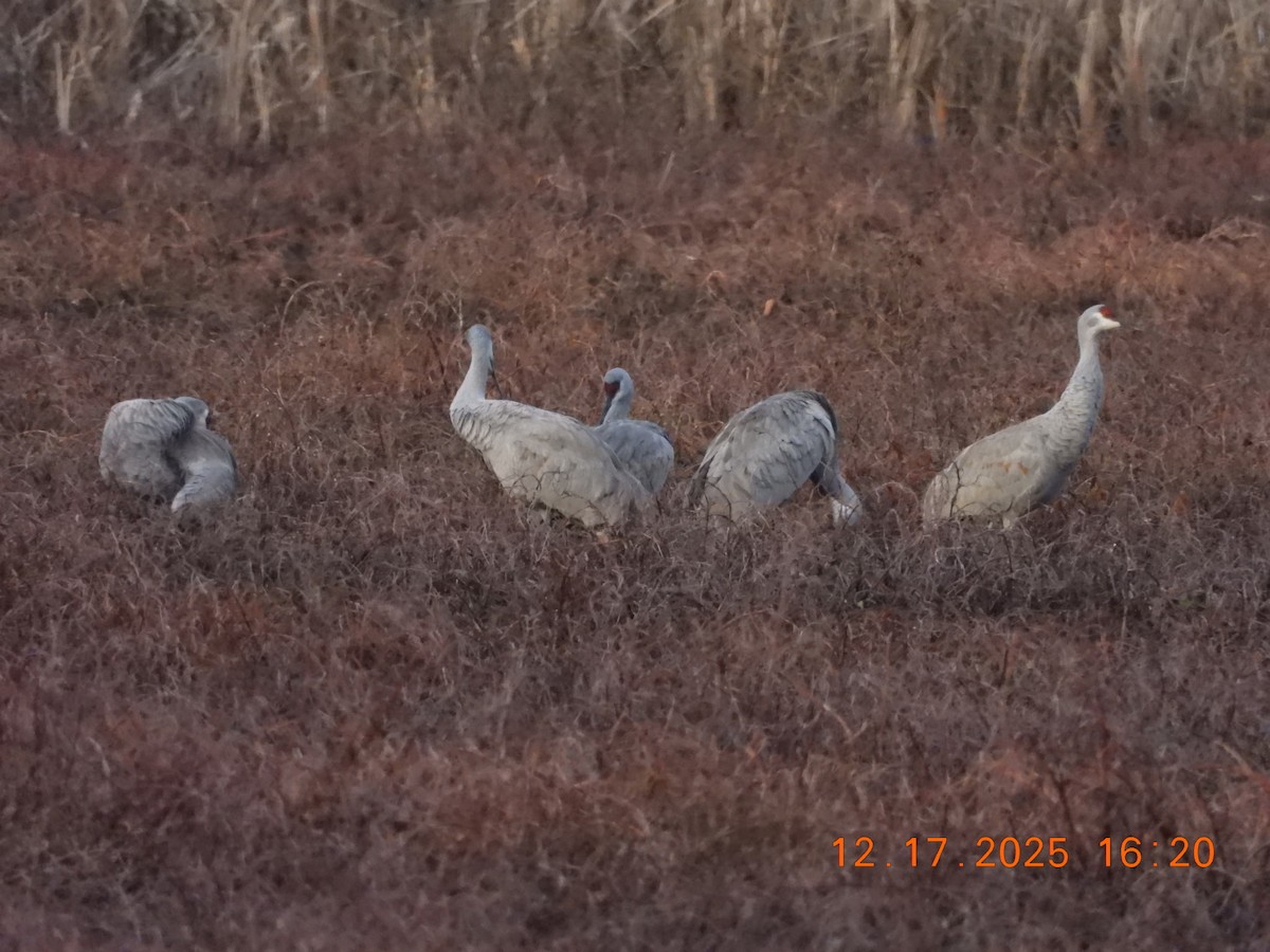 Grulla Canadiense - ML647119634