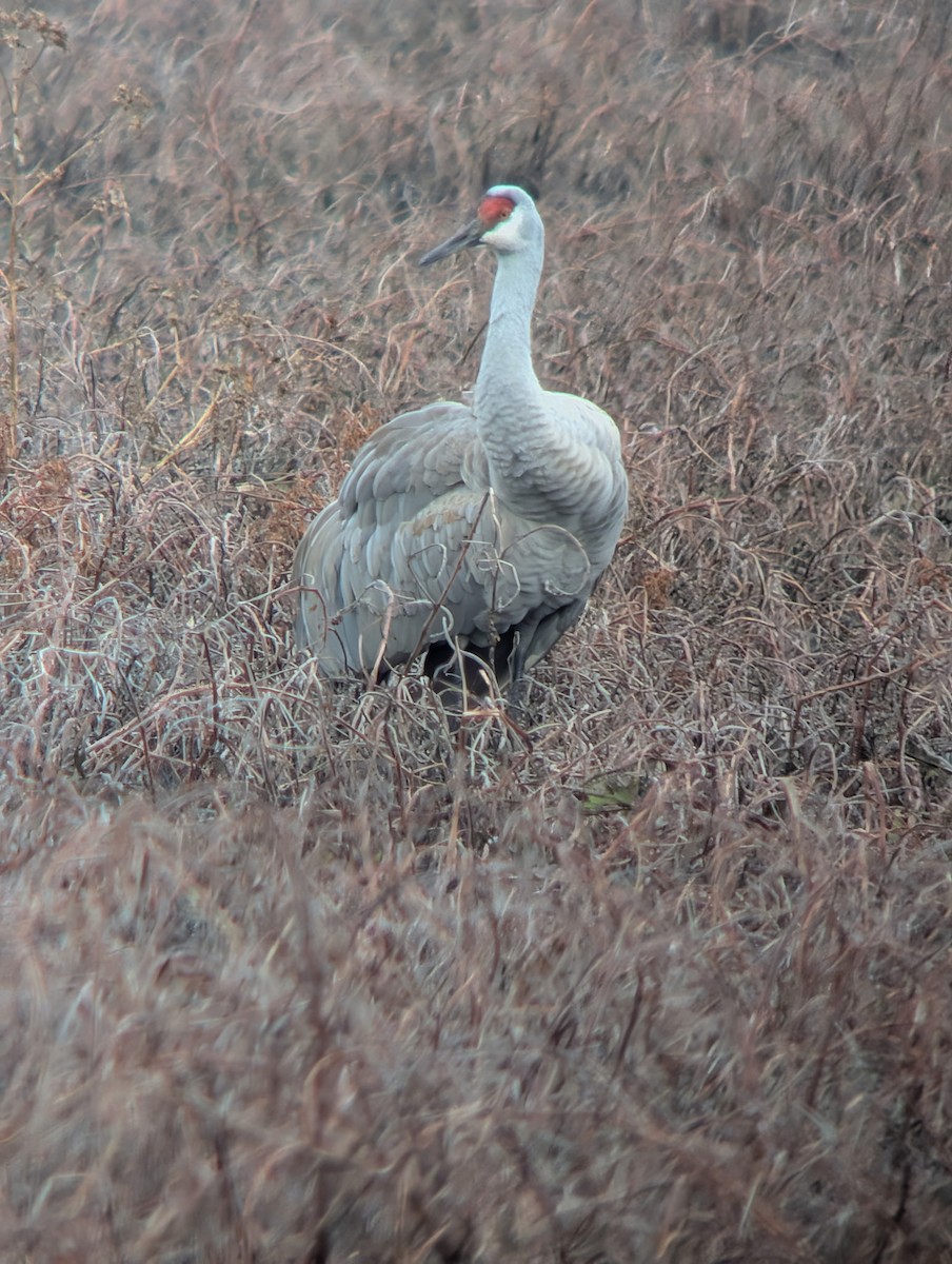 Grulla Canadiense - ML647119635