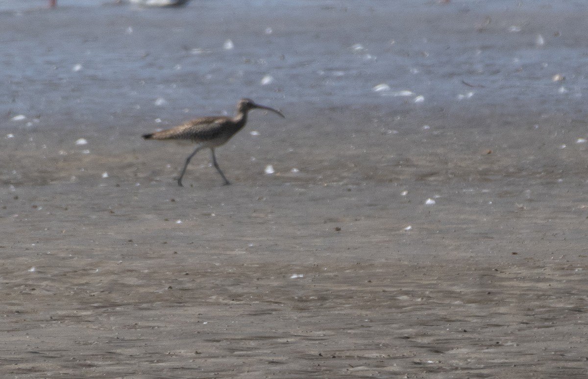 Zarapito Trinador Euroasiático - ML647119636