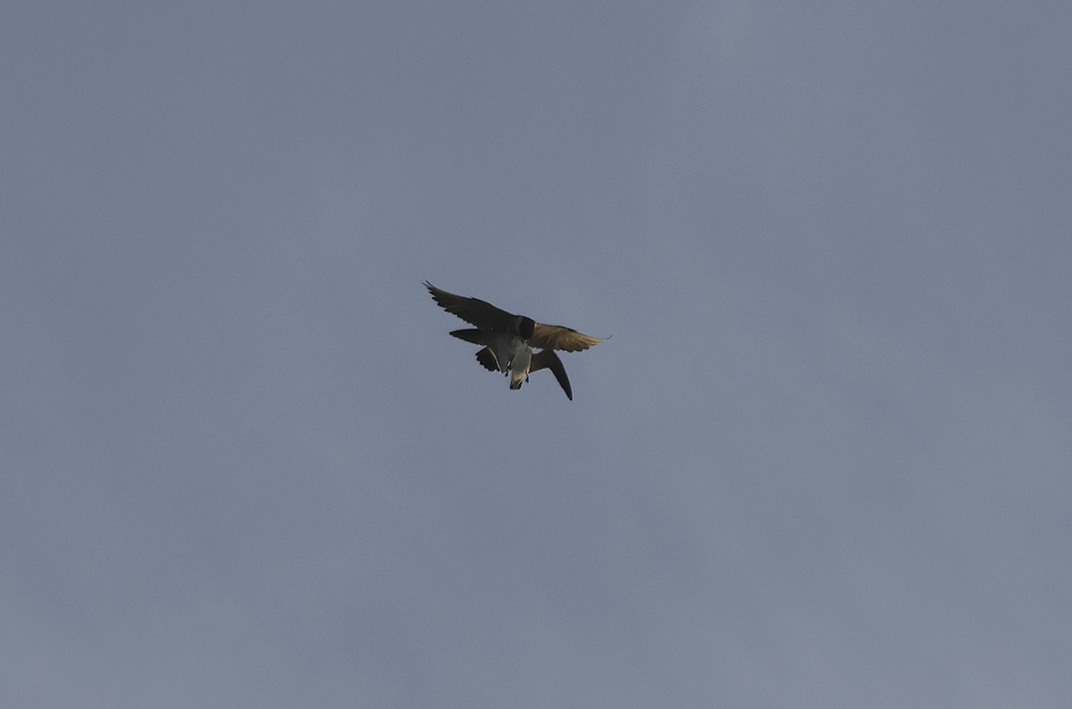 Halcón Peregrino - ML647119637