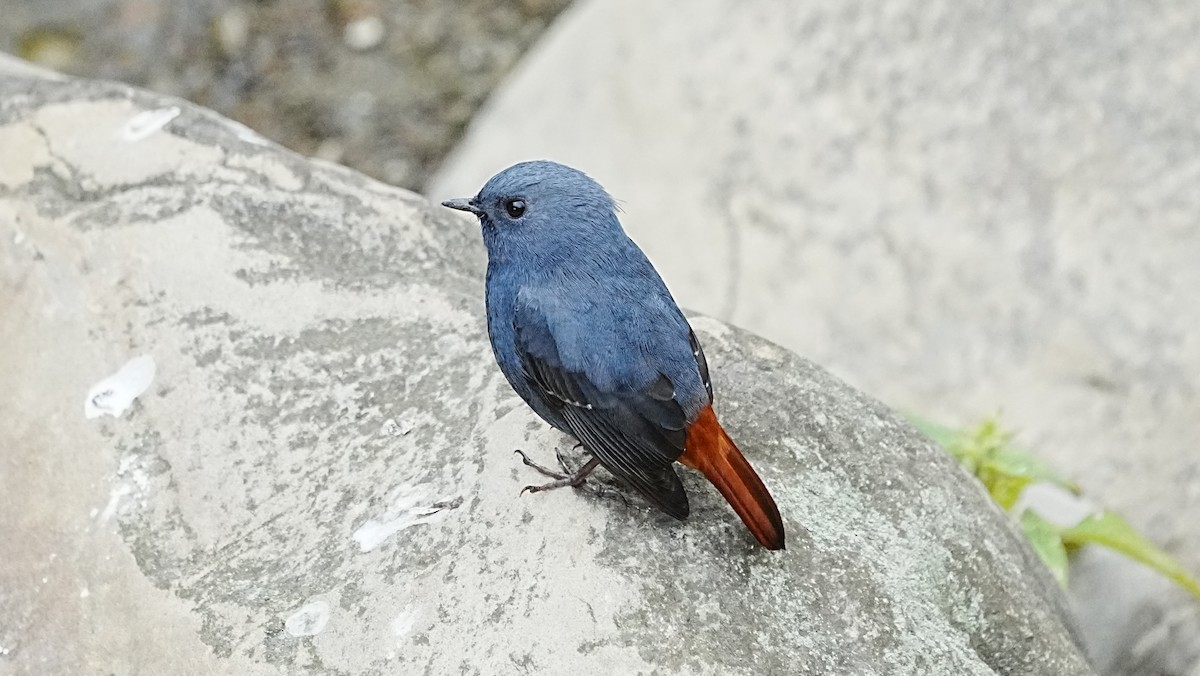 Colirrojo Fuliginoso - ML647119638