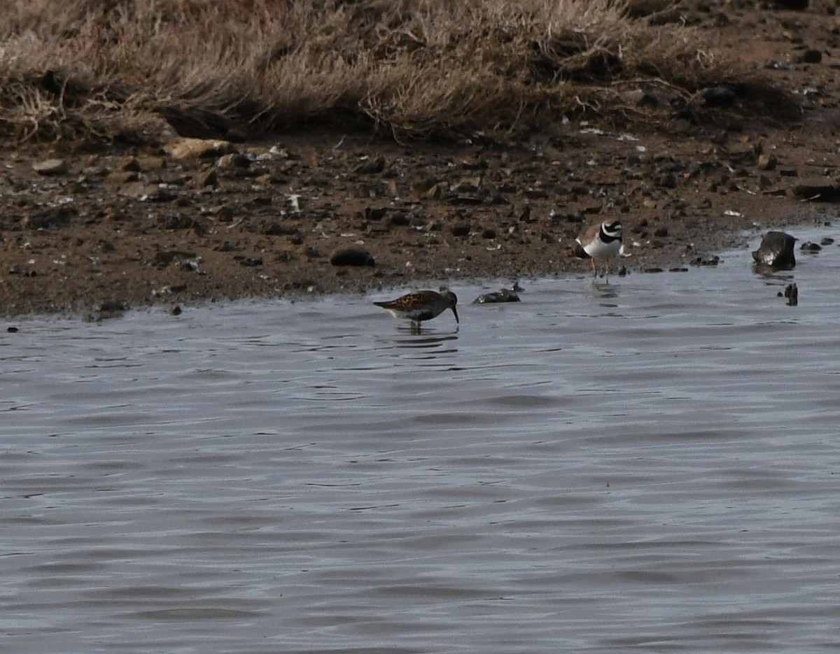 Correlimos Común - ML647119639