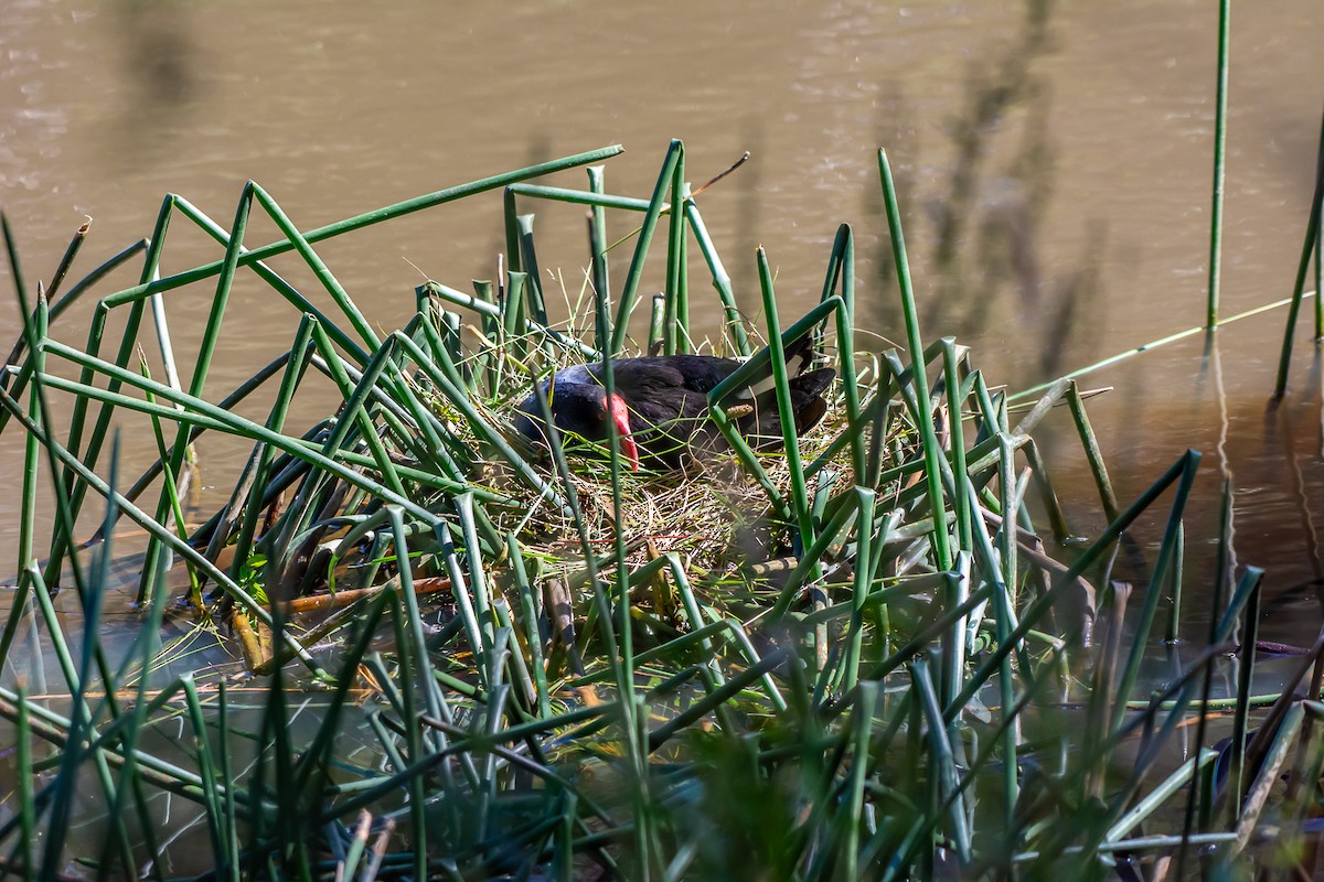 Calamón Australiano - ML647119640