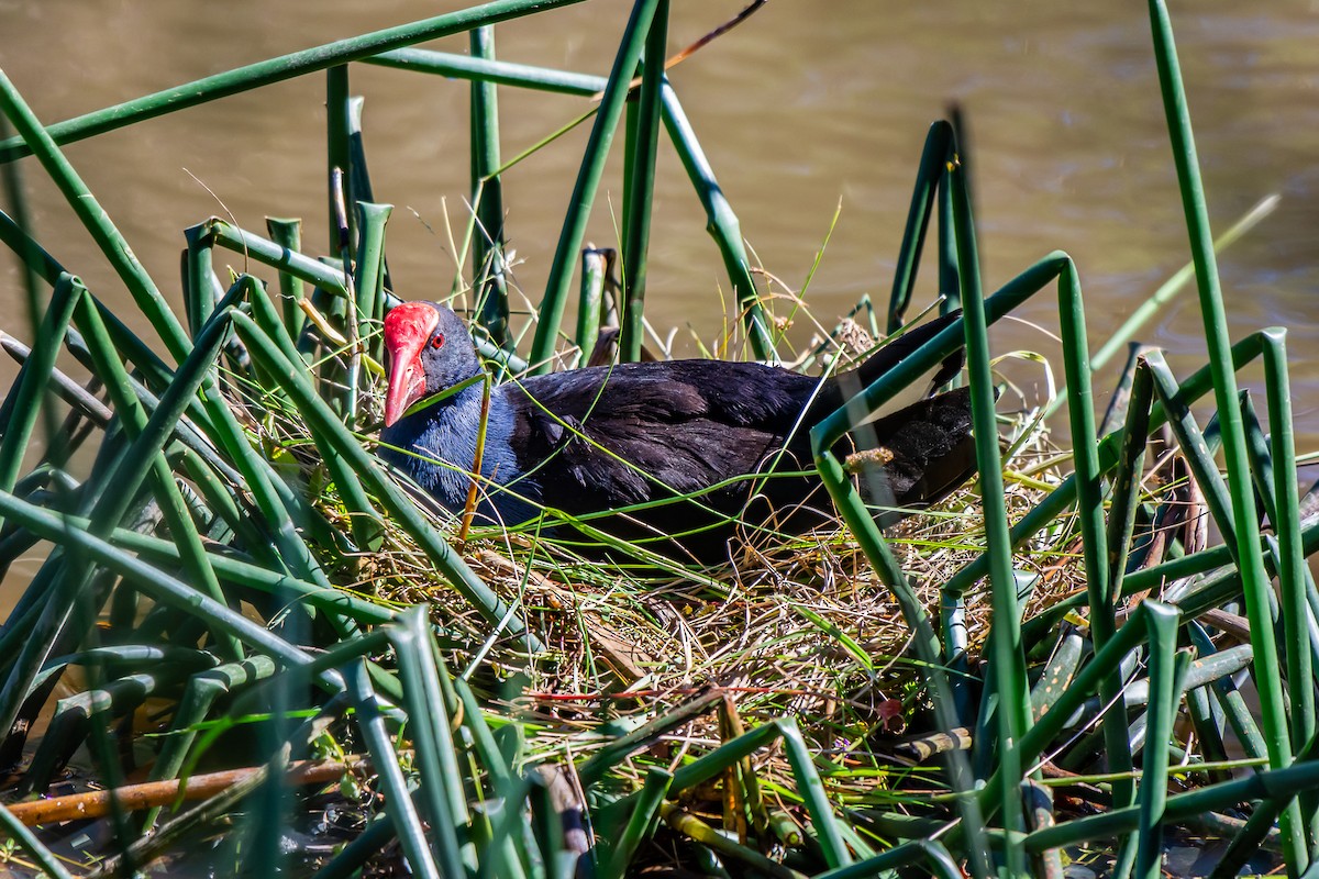 Calamón Australiano - ML647119641