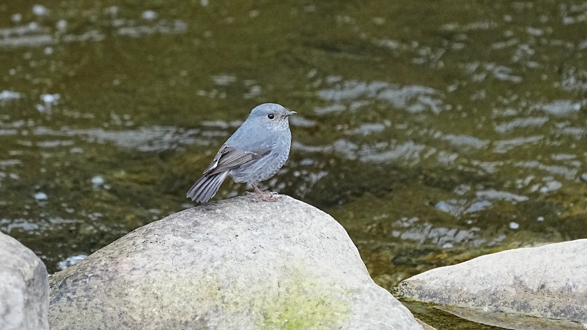 Colirrojo Fuliginoso - ML647119642