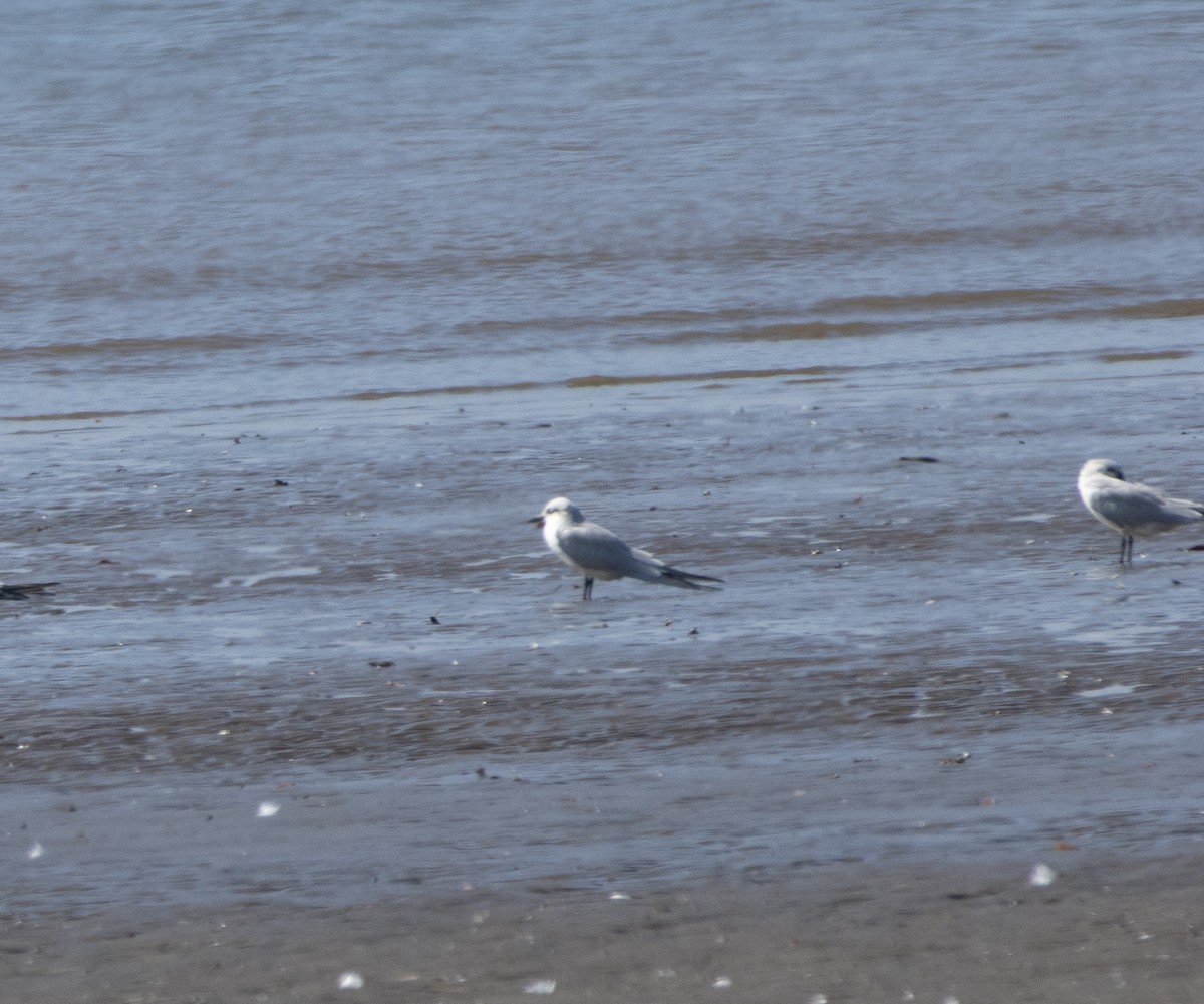 Pagaza Piconegra - ML647119643