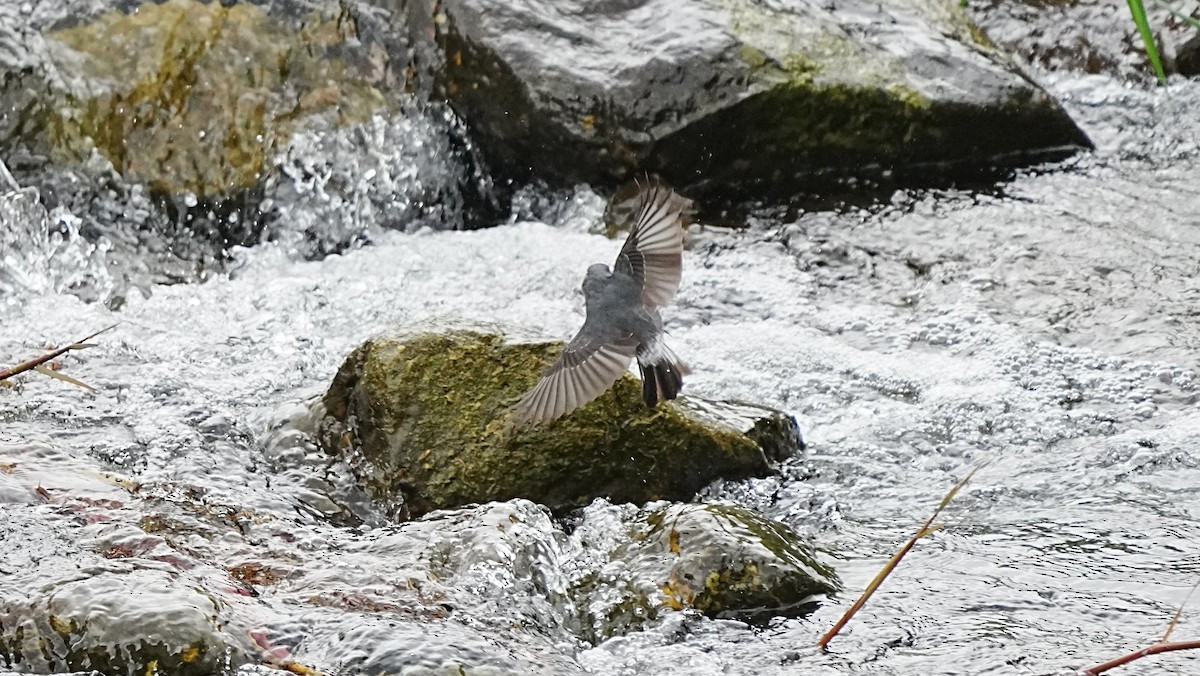 Colirrojo Fuliginoso - ML647119645