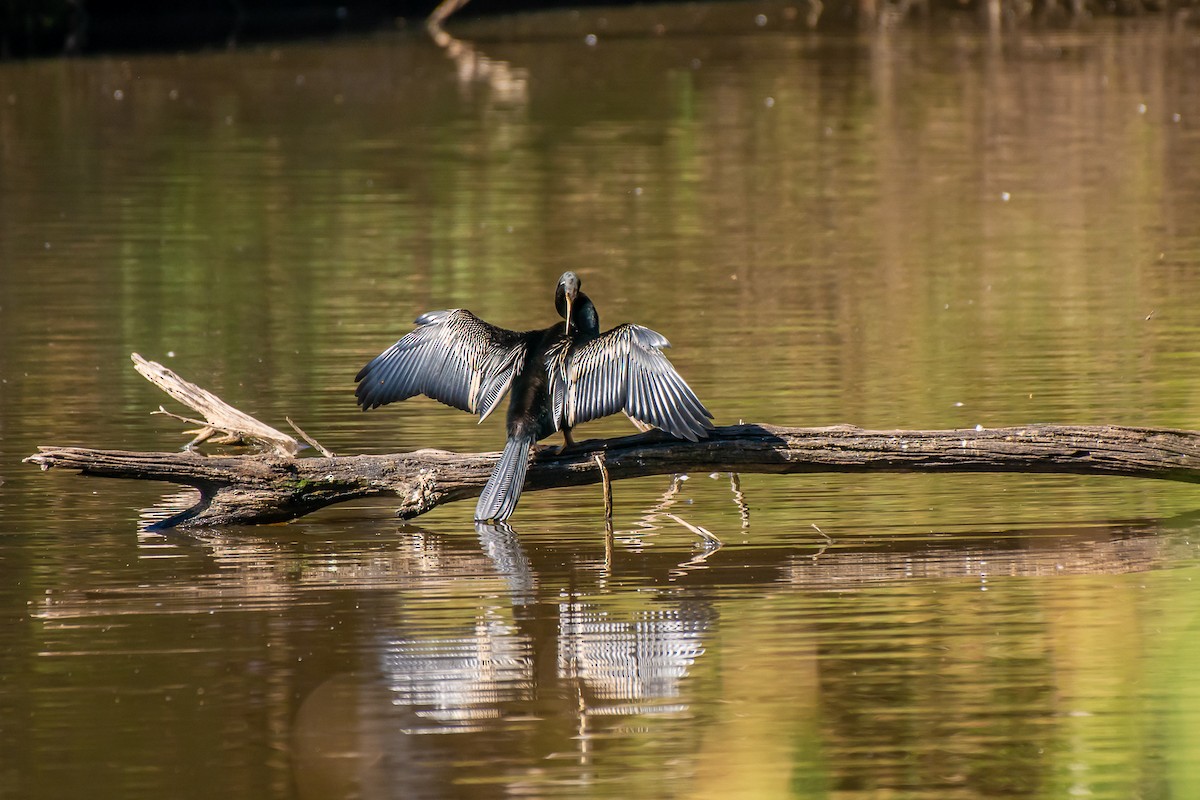 Anhinga Australiana - ML647119654