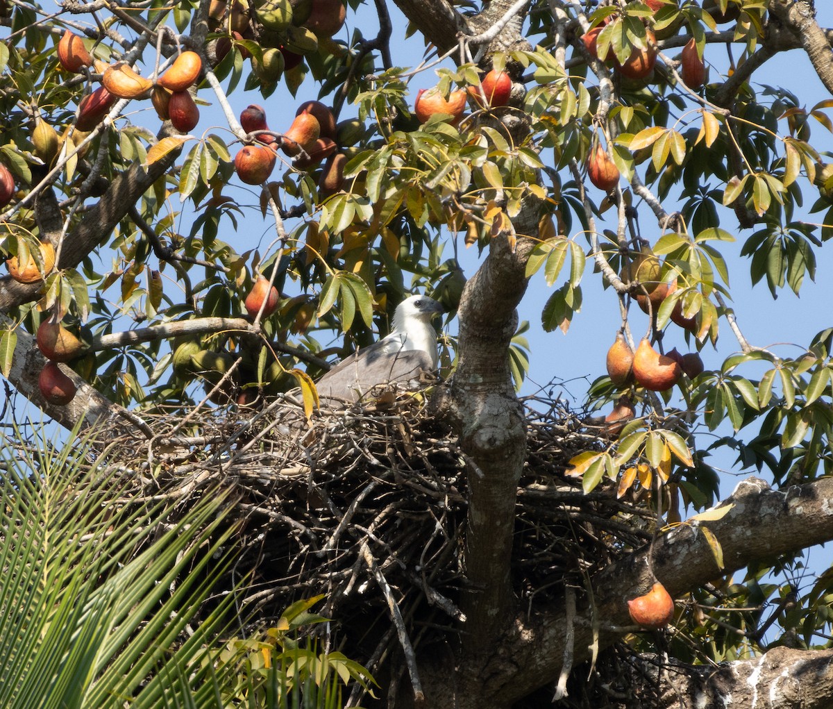 Pigargo Oriental - ML647119655