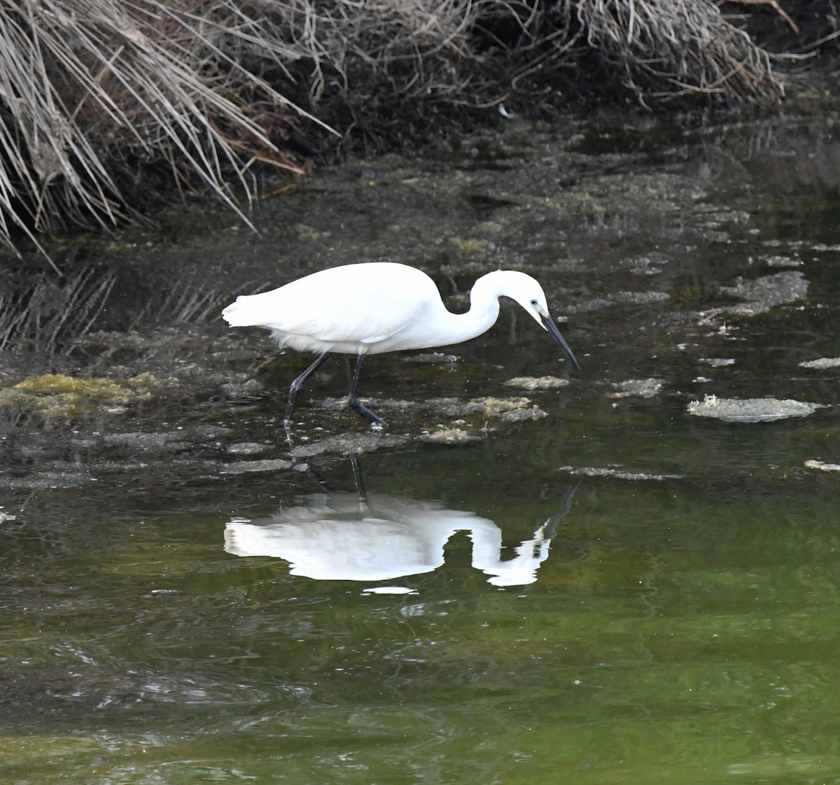 Garceta Común - ML647119657