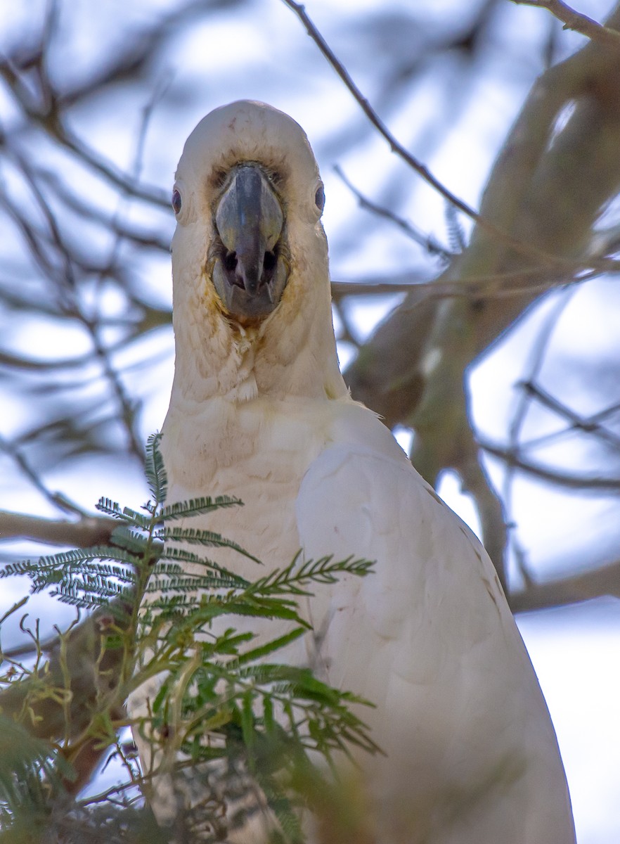 Какаду жовточубий - ML647119667
