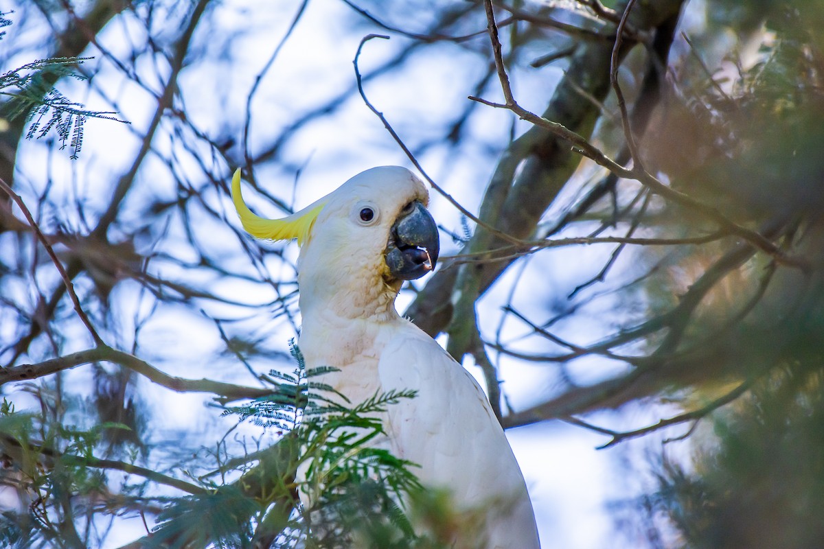 Какаду жовточубий - ML647119668