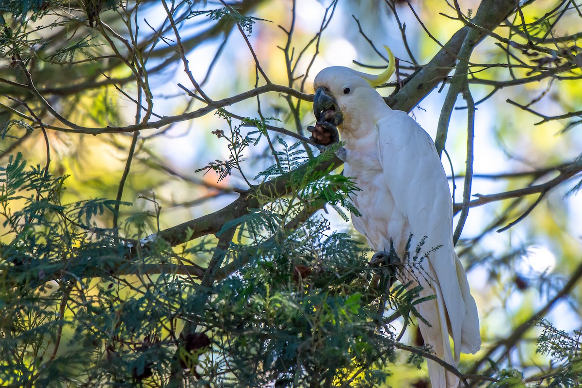 Какаду жовточубий - ML647119669
