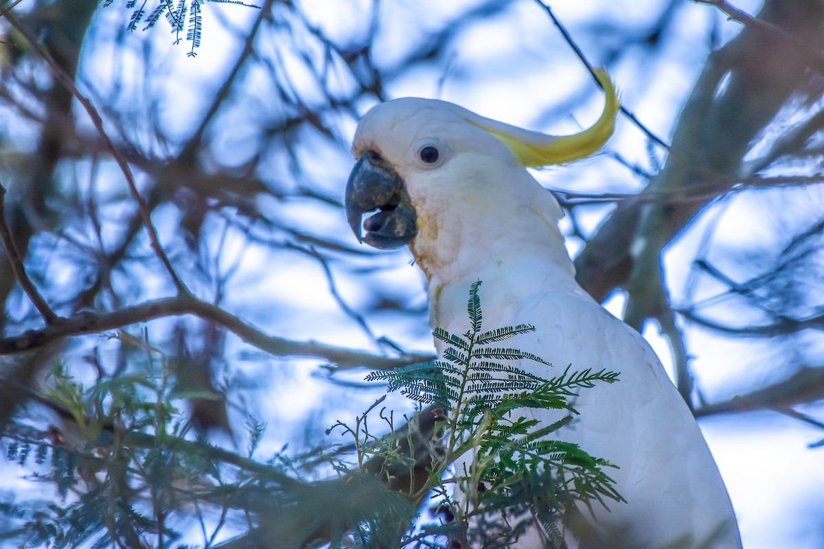 Какаду жовточубий - ML647119670