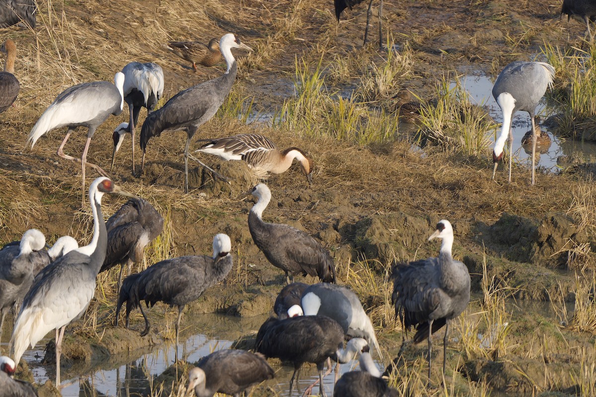 Ánsar Cisnal - ML647119680