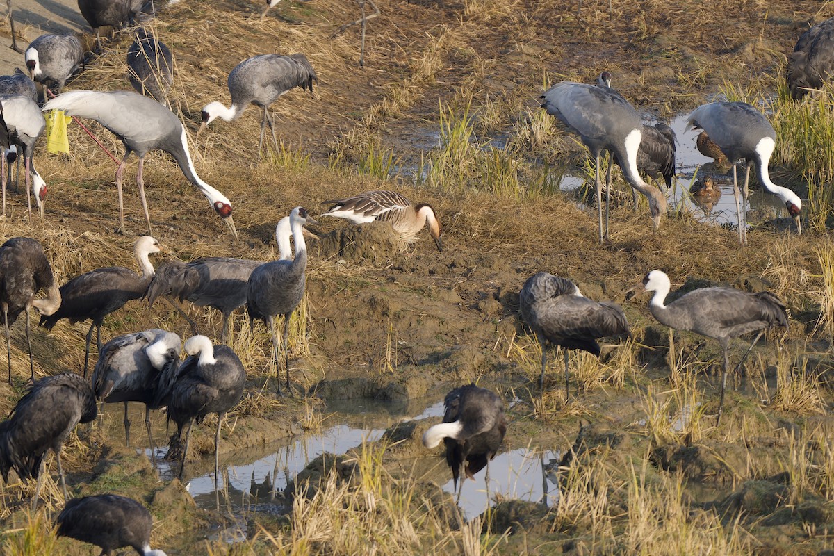 Ánsar Cisnal - ML647119681