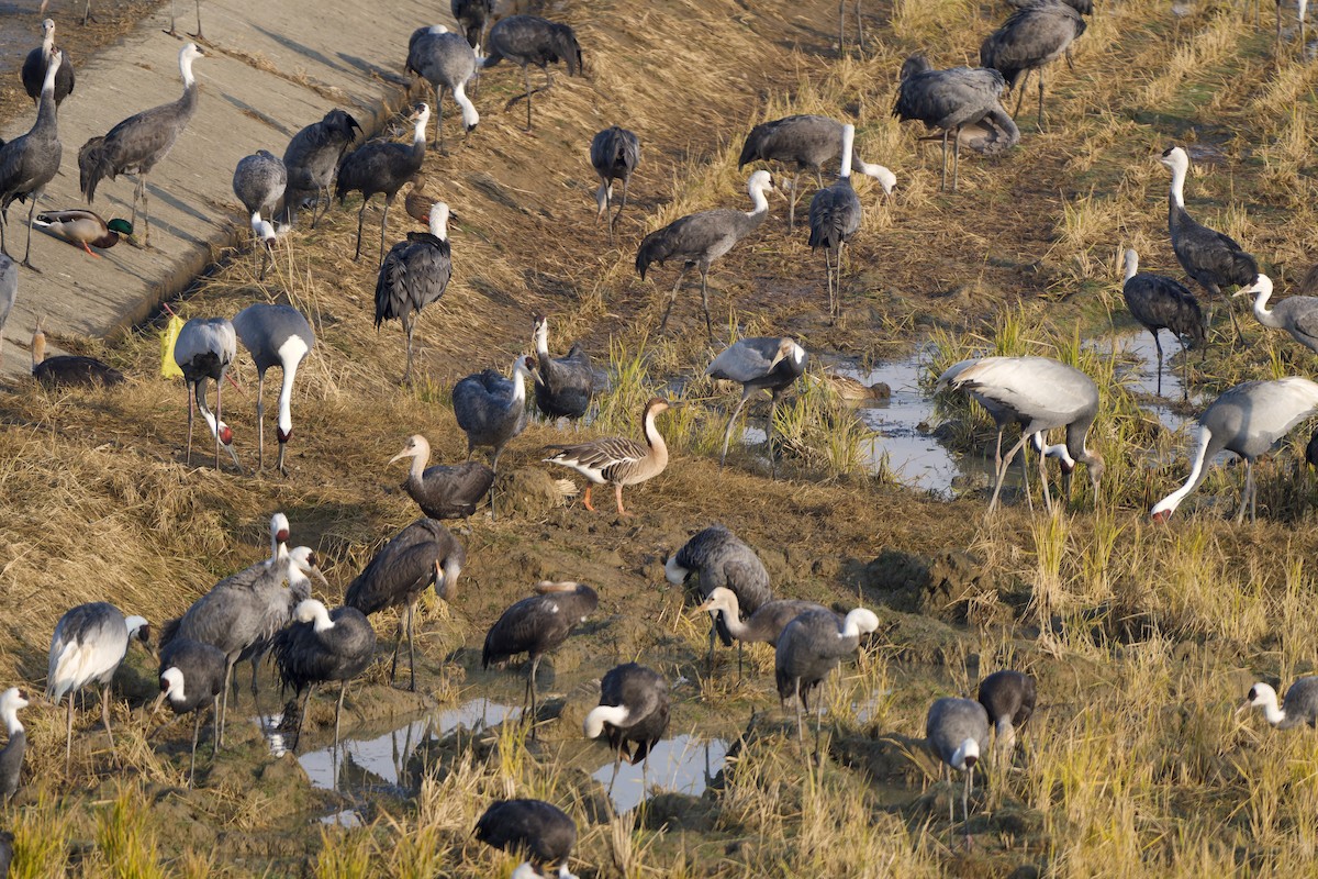 Ánsar Cisnal - ML647119682