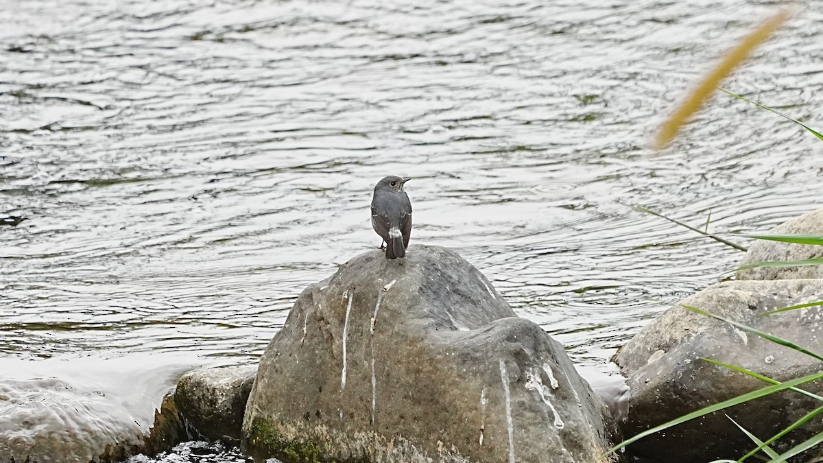 Plumbeous Redstart - ML647119683