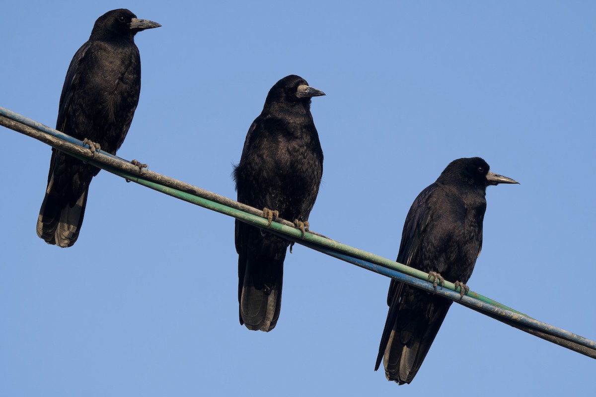 Rook (Eastern) - ML647119685