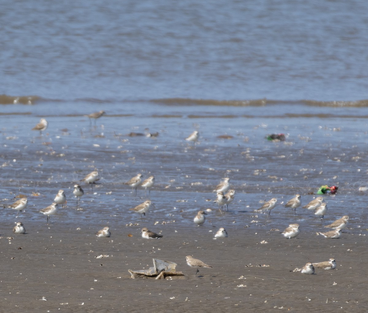 Tibetan Sand-Plover - ML647119687