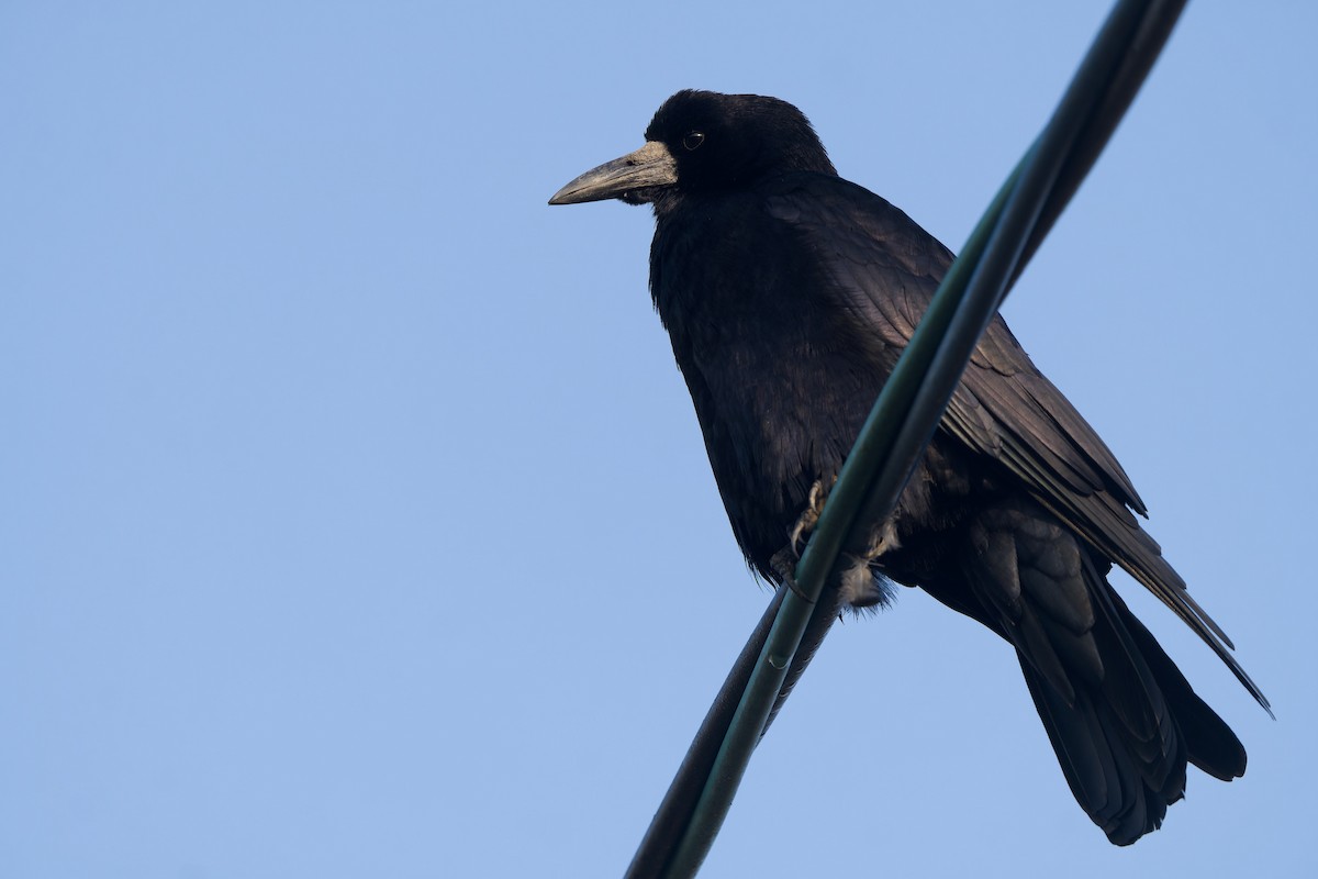 Rook (Eastern) - ML647119688