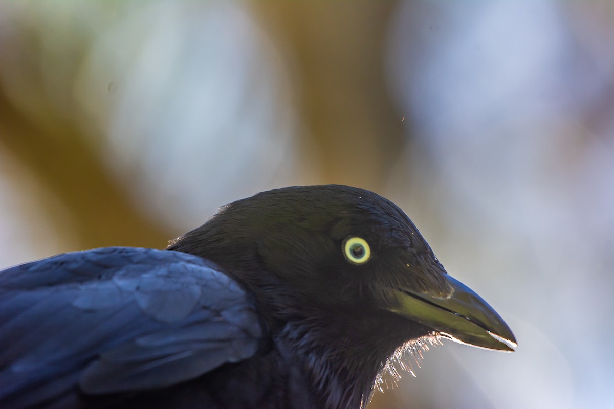 ミナミコワタリガラス - ML647119689