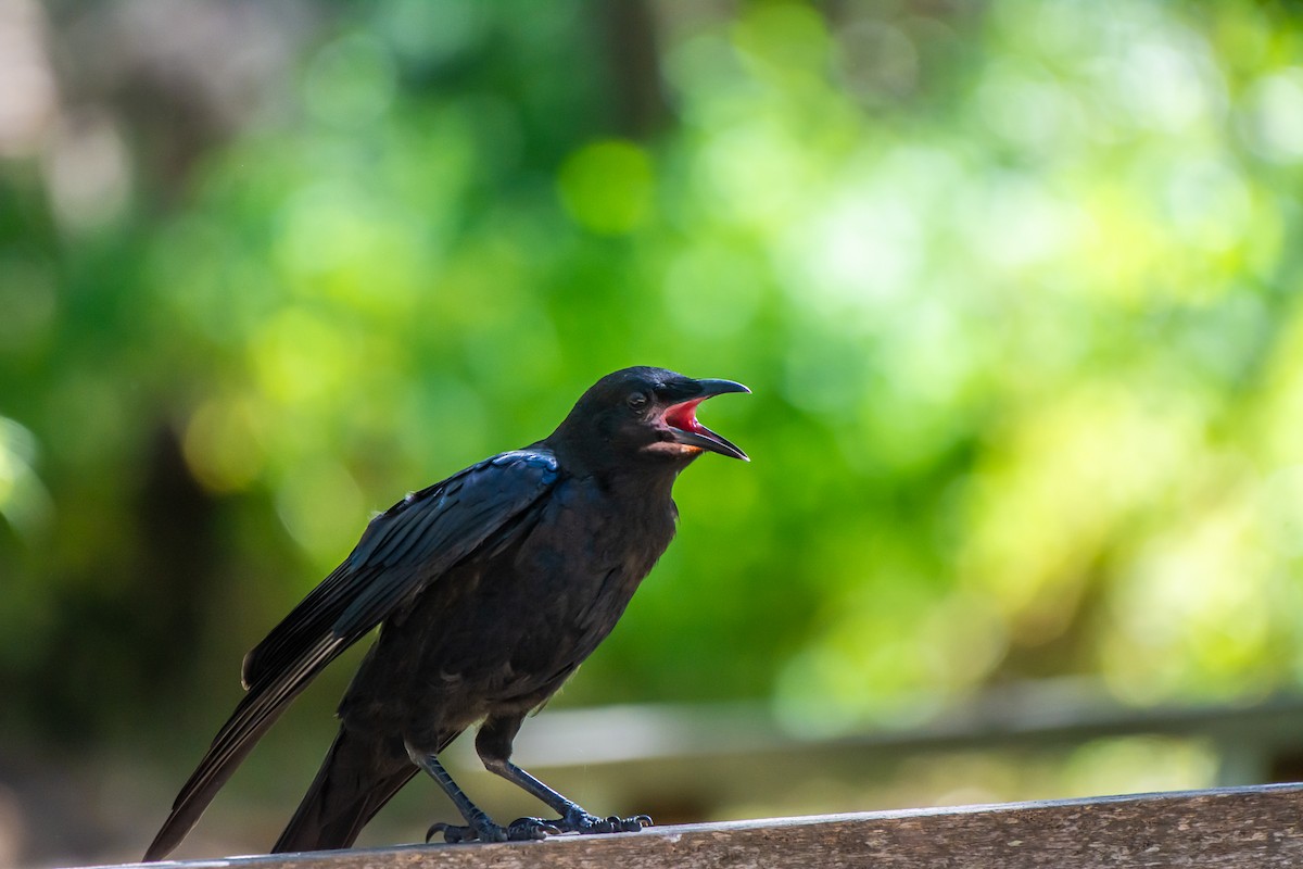 ミナミコワタリガラス - ML647119690